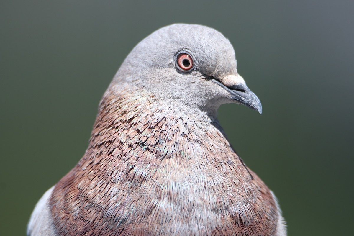 Rock Pigeon (Feral Pigeon) - ML618663875
