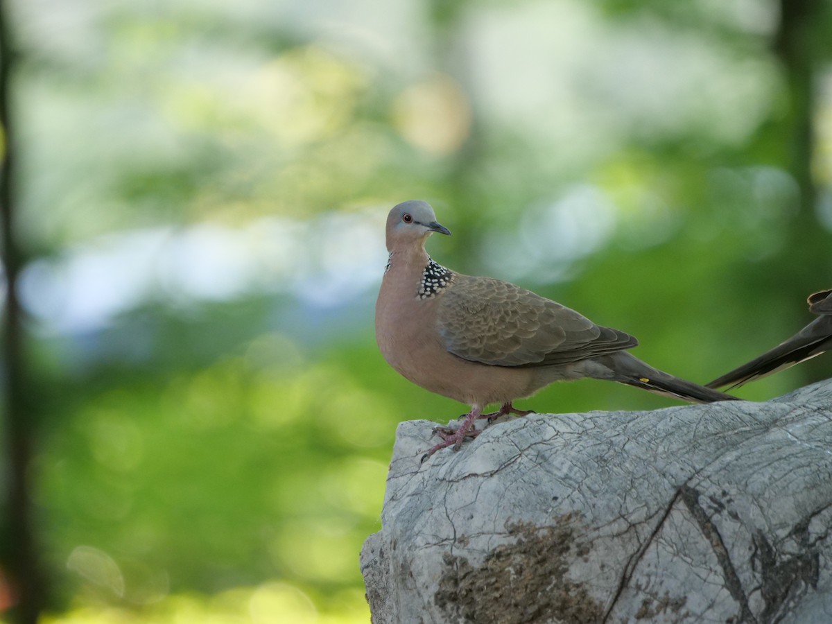 Spotted Dove - ML618663877