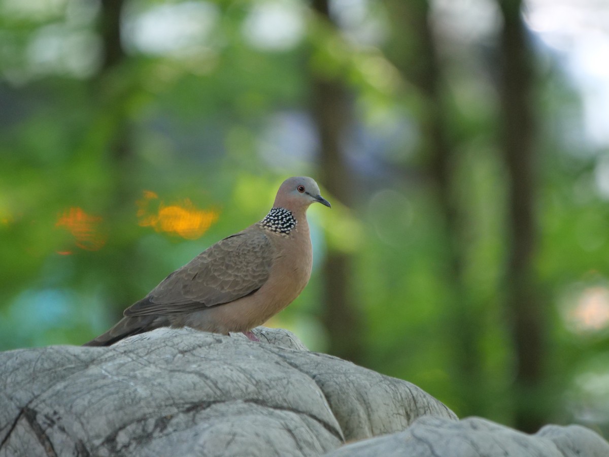 Spotted Dove - ML618663878