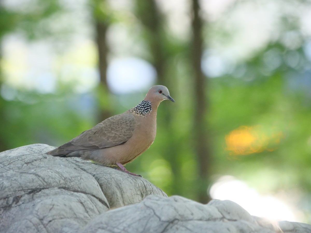 Spotted Dove - ML618663879