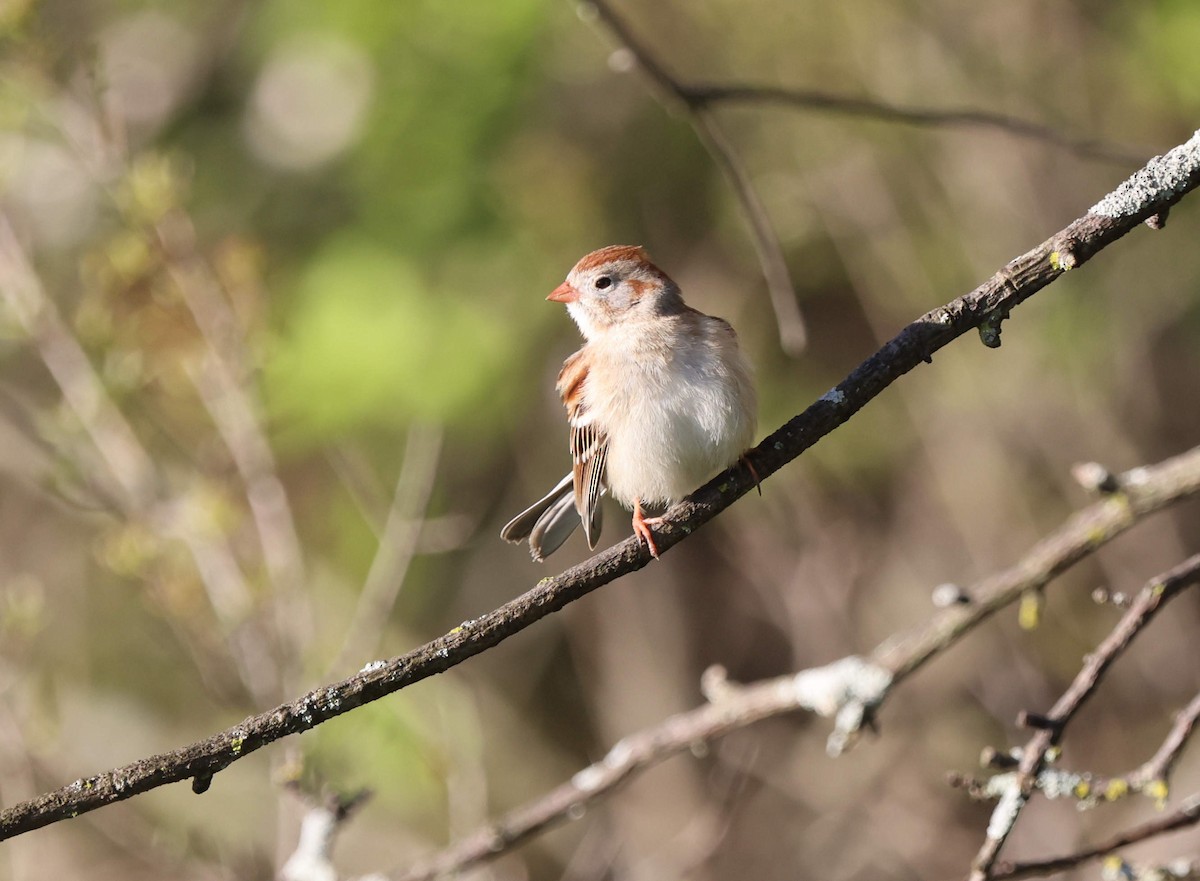 Field Sparrow - ML618663936