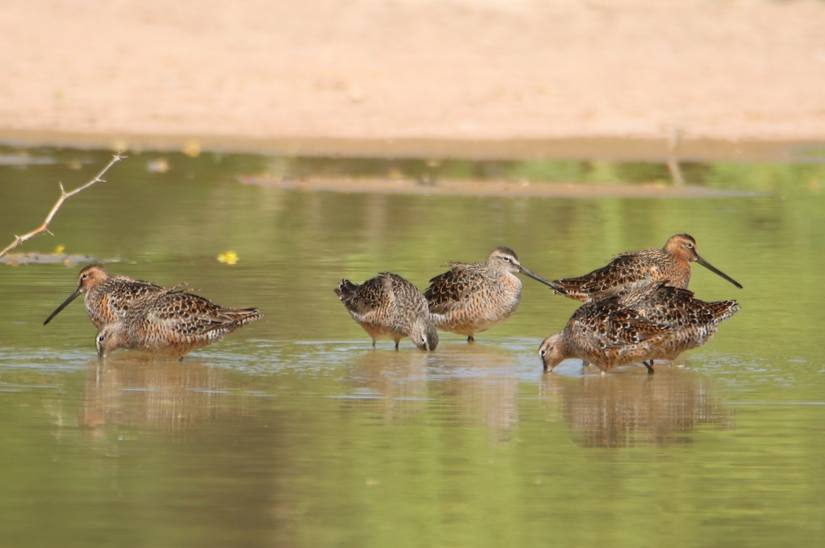 Long-billed Dowitcher - ML618663945