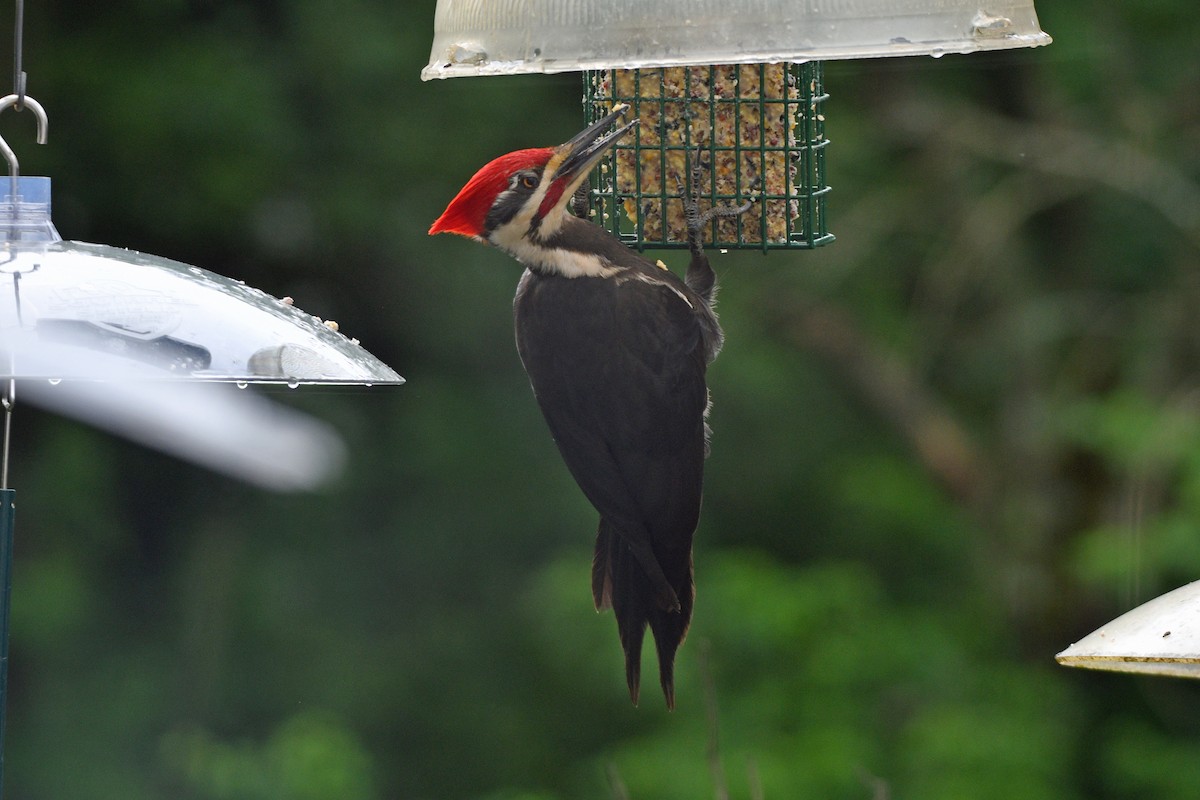 Pileated Woodpecker - ML618663983
