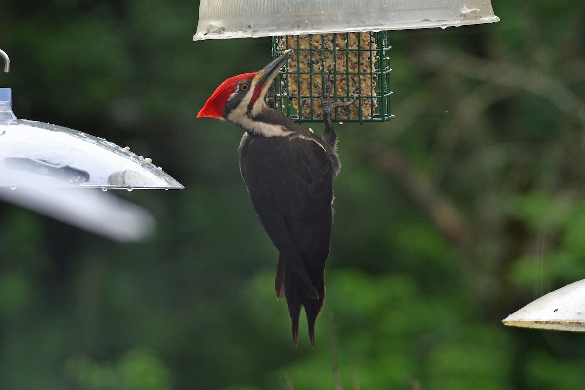 Pileated Woodpecker - ML618663984