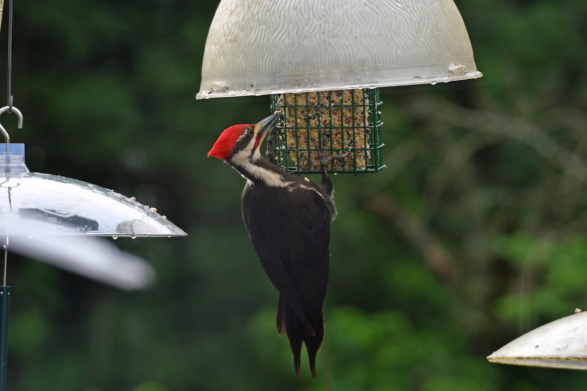 Pileated Woodpecker - ML618663985