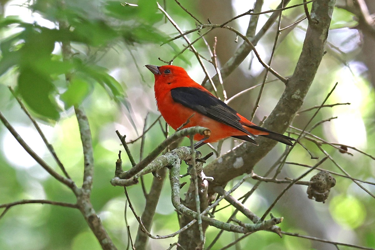Scarlet Tanager - ML618663992