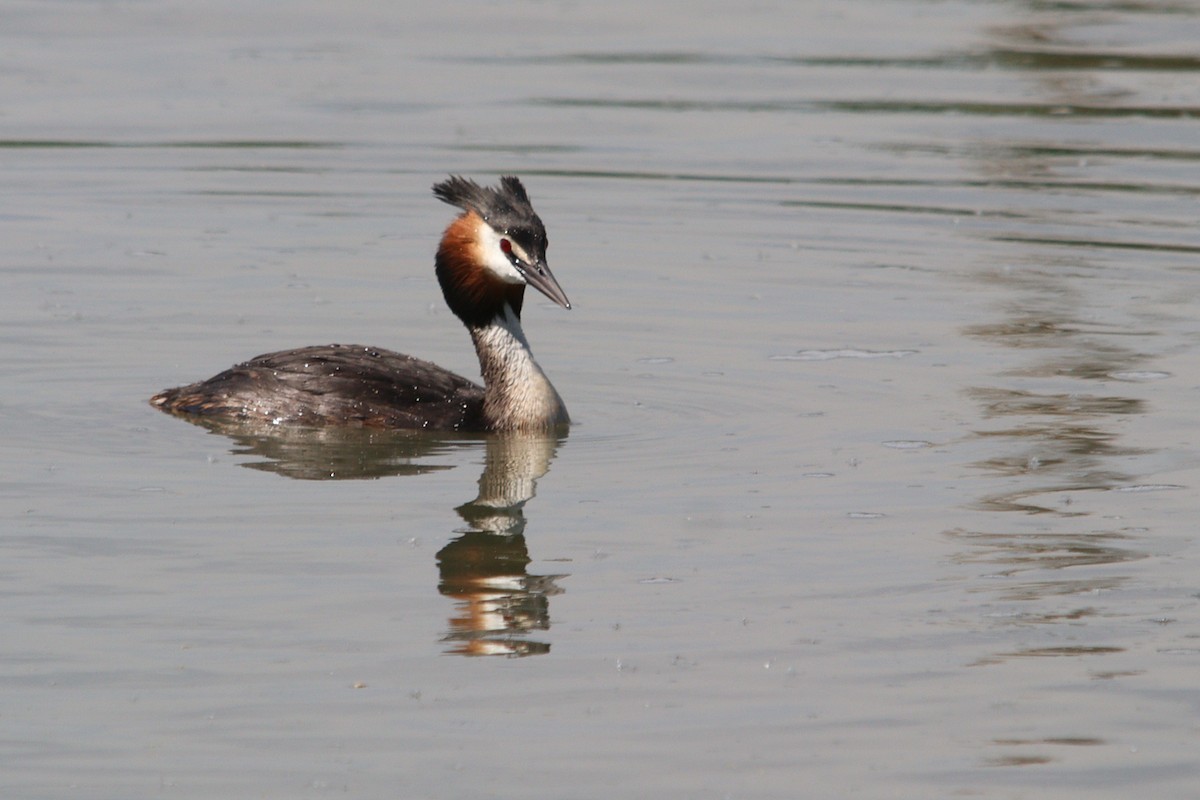 Great Crested Grebe - ML618663998