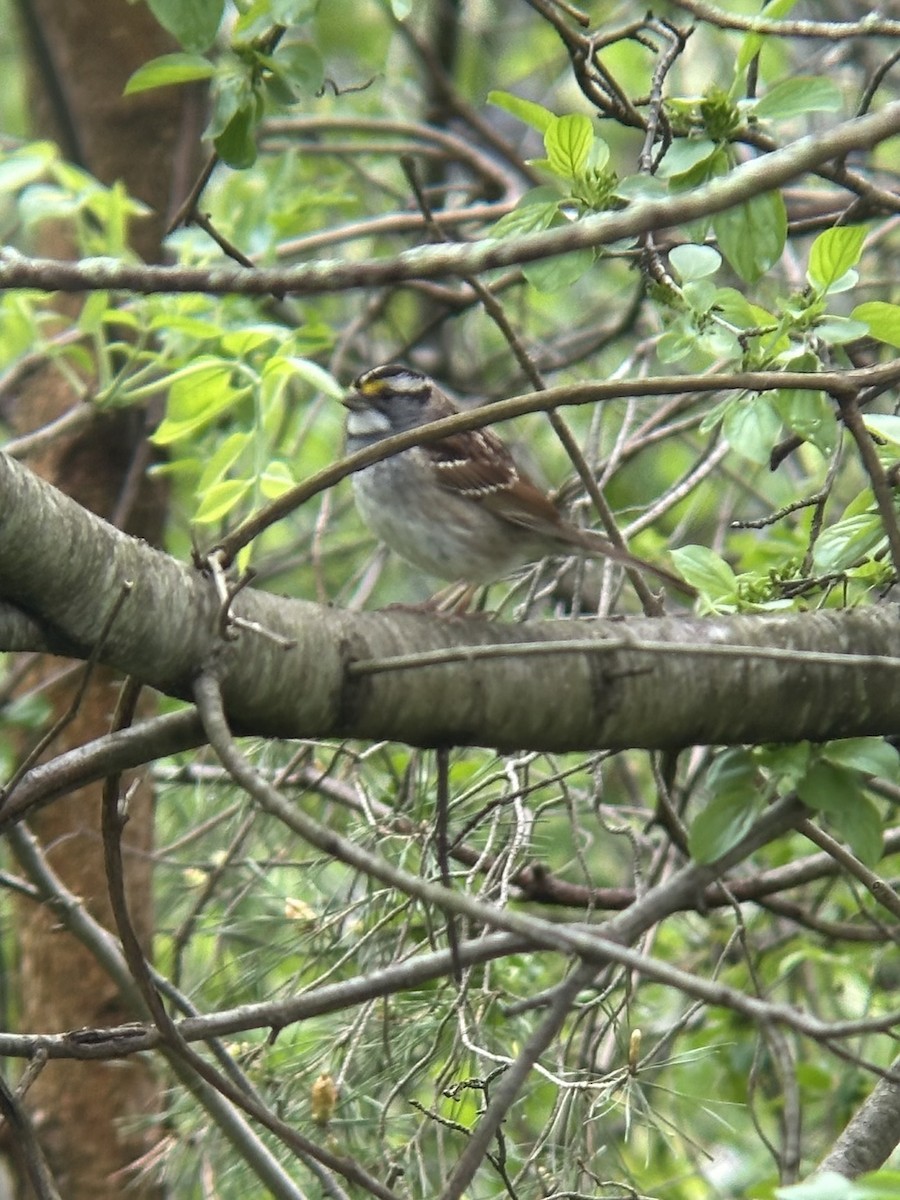 White-throated Sparrow - ML618664014