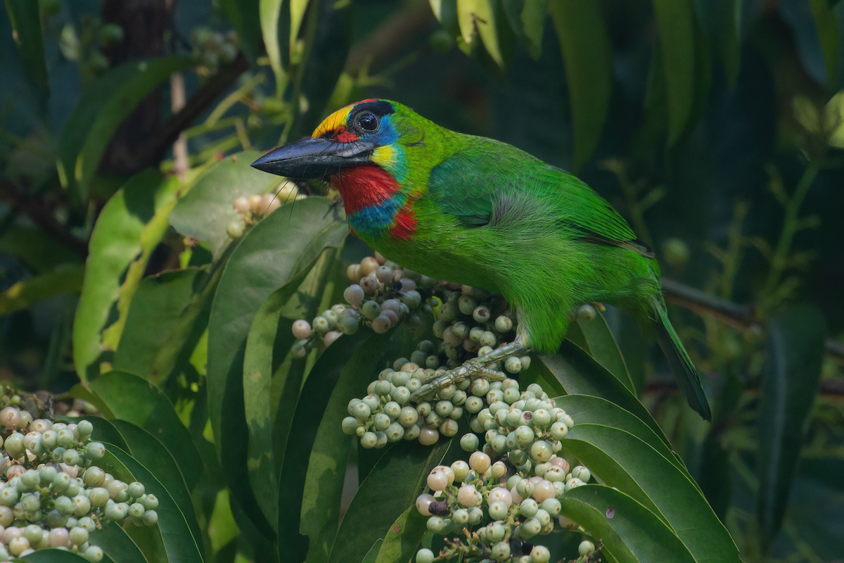 Red-throated Barbet - ML618664020