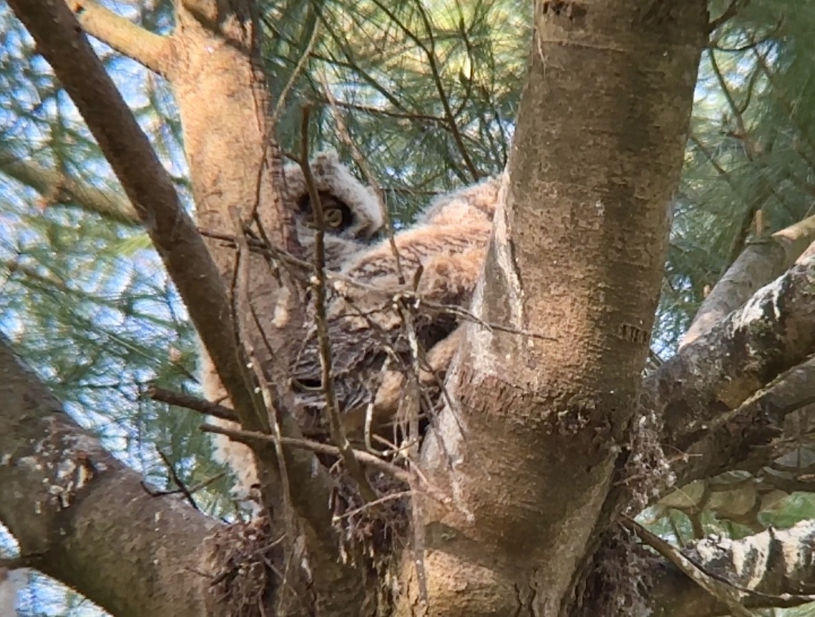 Great Horned Owl - ML618664031