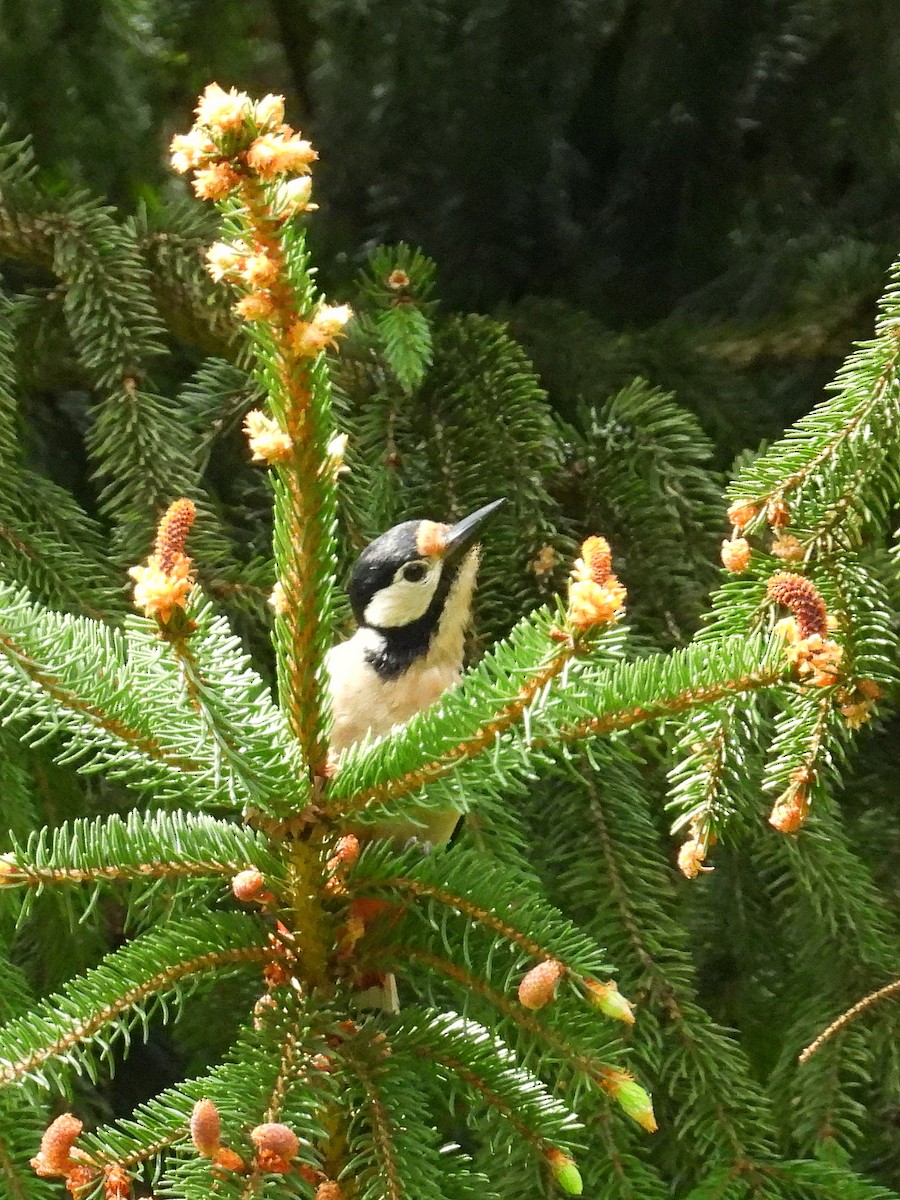 Great Spotted Woodpecker - ML618664038