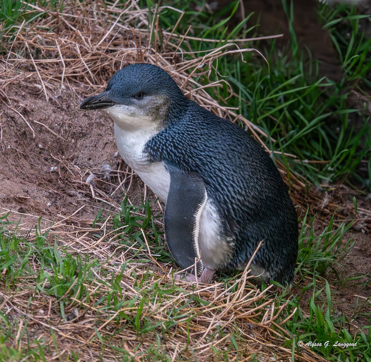 Малый пингвин - ML618664060