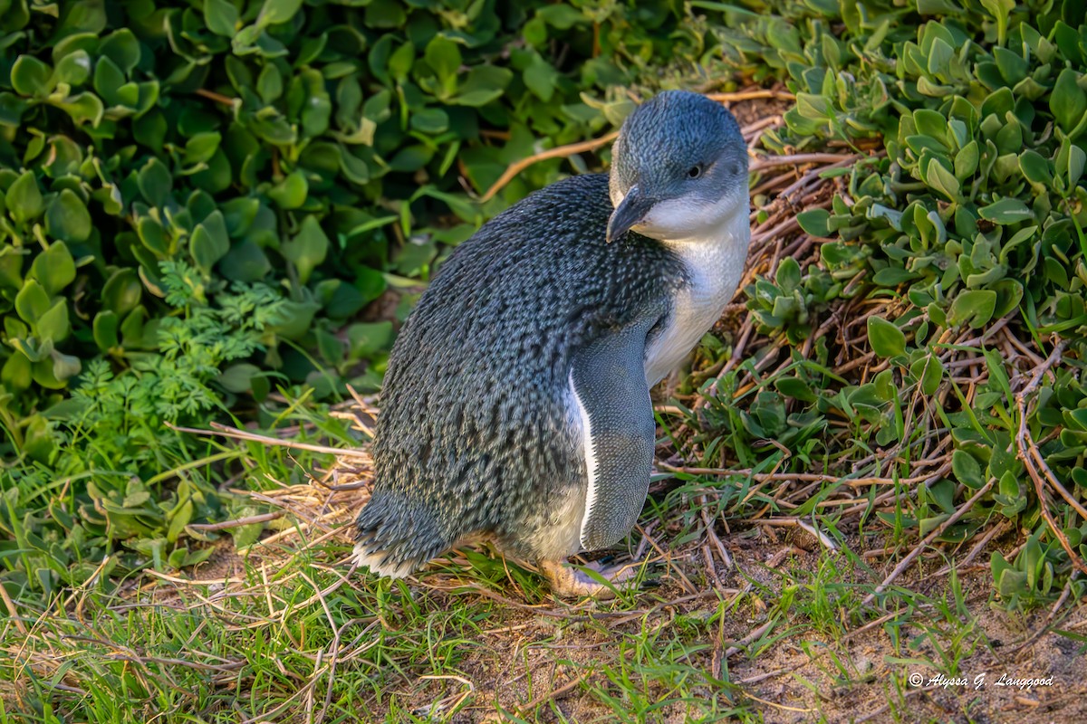 Малый пингвин - ML618664063