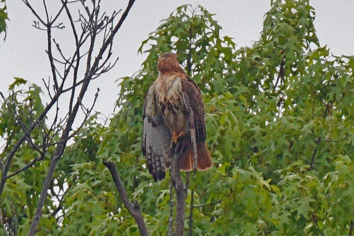 Red-tailed Hawk - Jim Ivett
