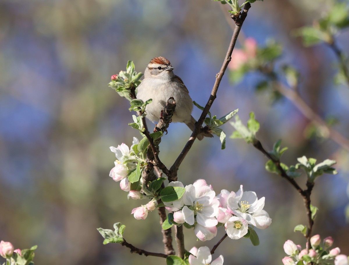 Chipping Sparrow - ML618664157