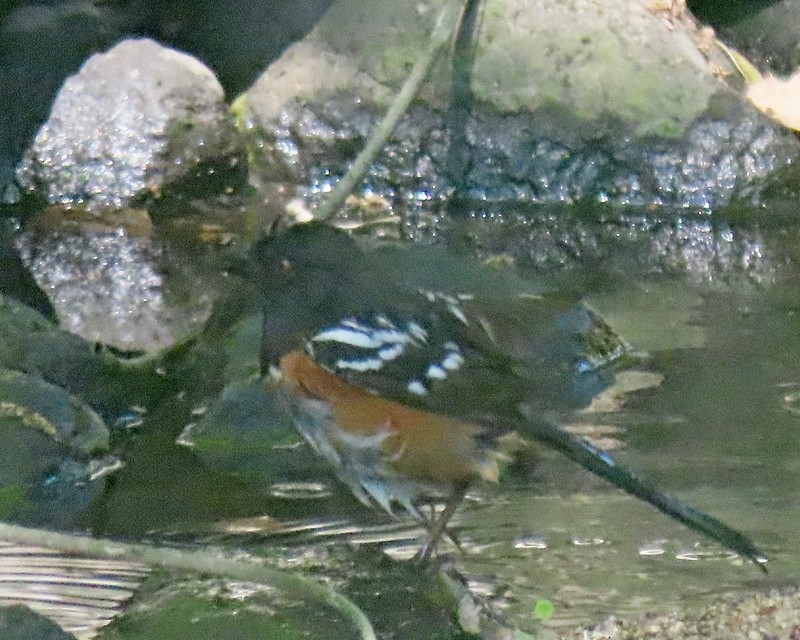 Spotted Towhee - ML618664202