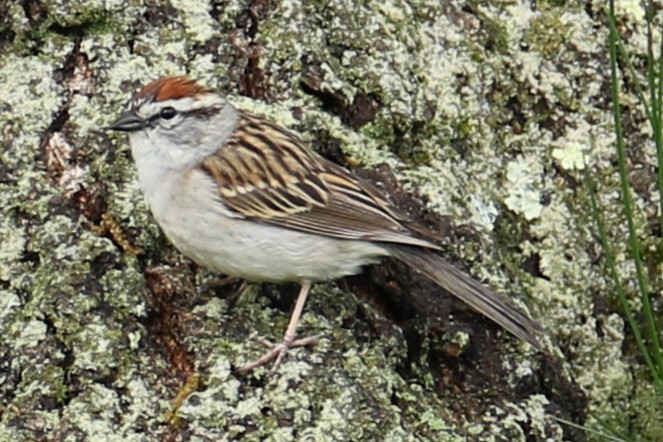 Chipping Sparrow - ML618664211