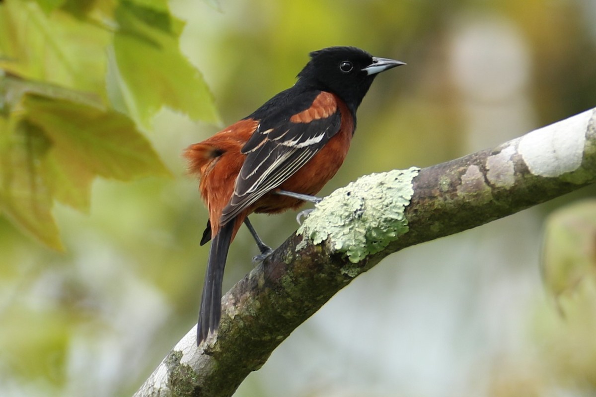 Orchard Oriole - ML618664219