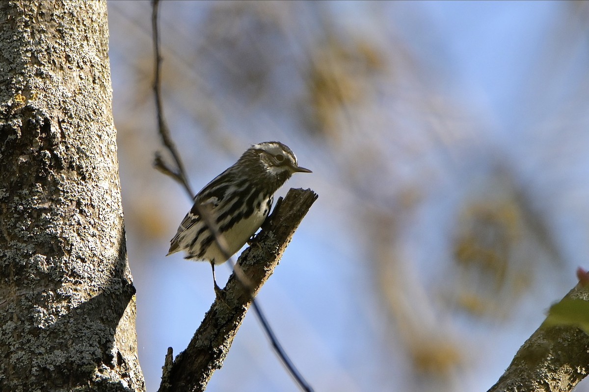 Black-and-white Warbler - ML618664230