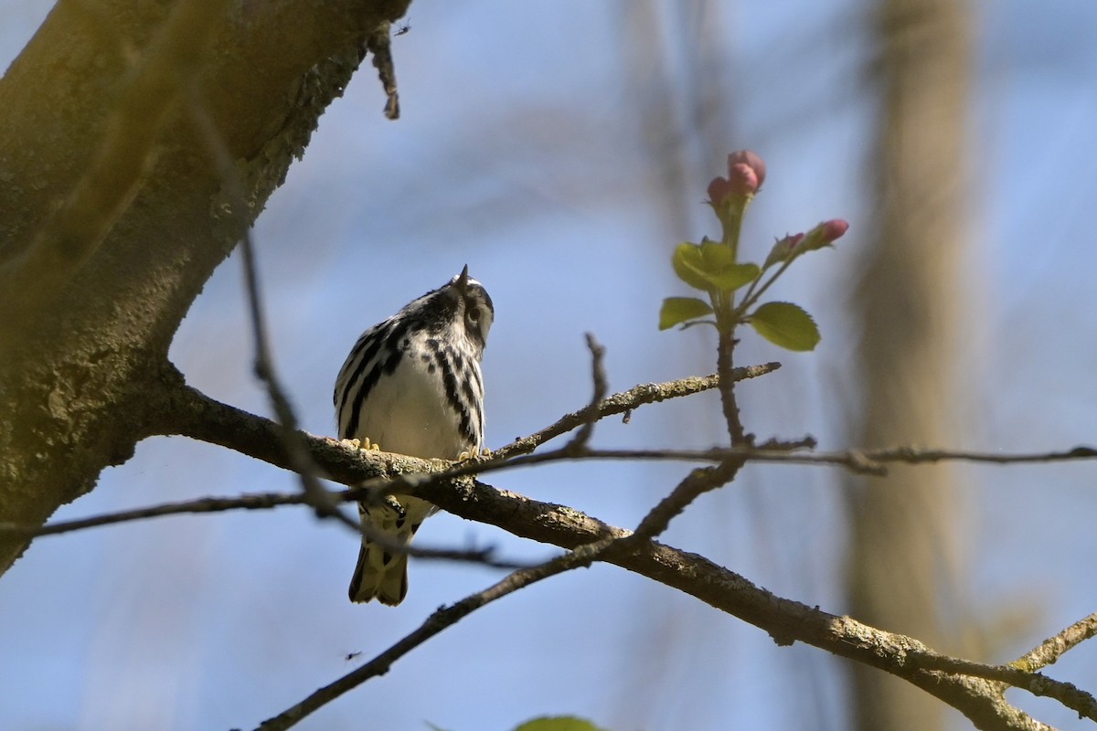 Black-and-white Warbler - ML618664239