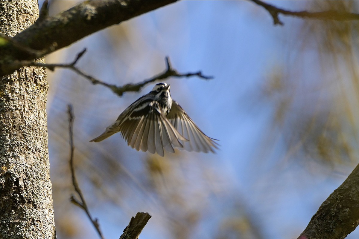 Black-and-white Warbler - ML618664240