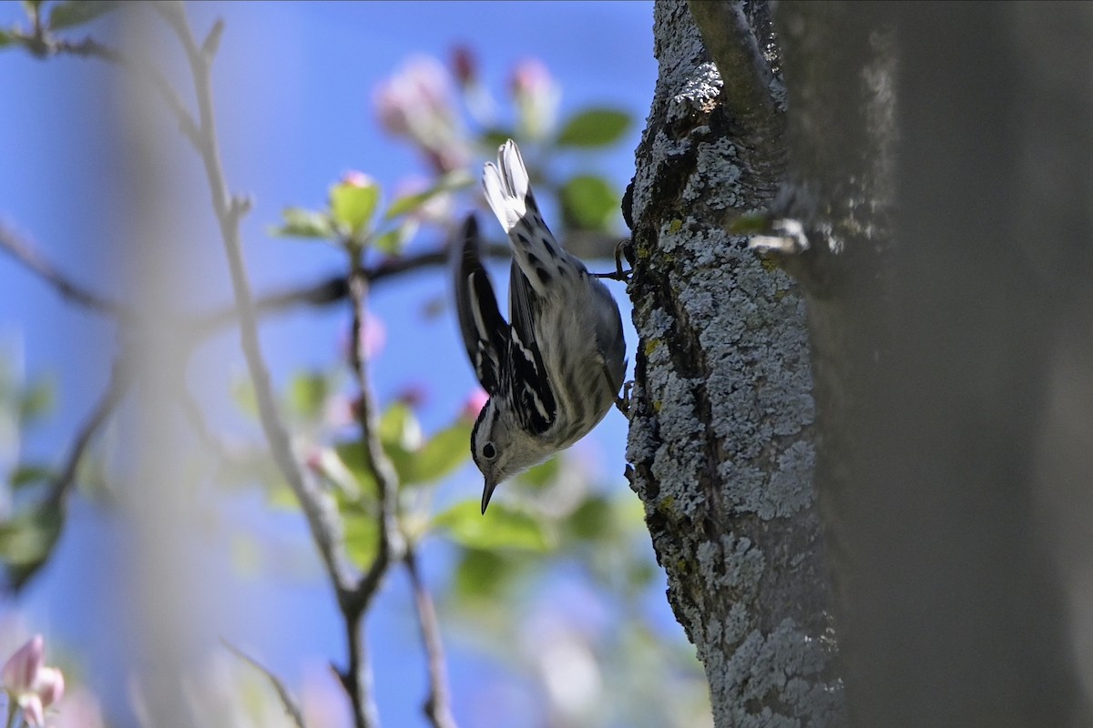 Black-and-white Warbler - ML618664249