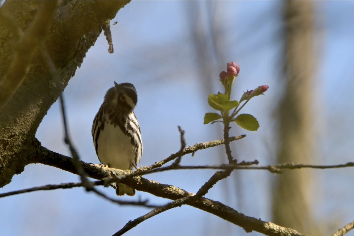 Black-and-white Warbler - ML618664250