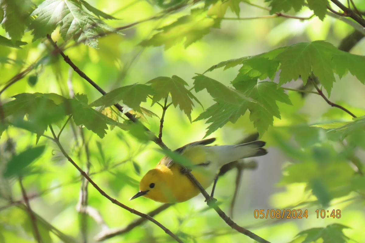 Prothonotary Warbler - ML618664285