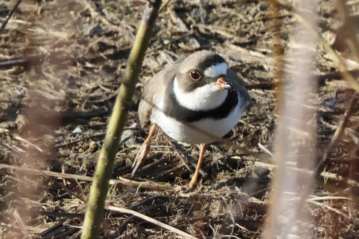 Semipalmated Plover - ML618664286