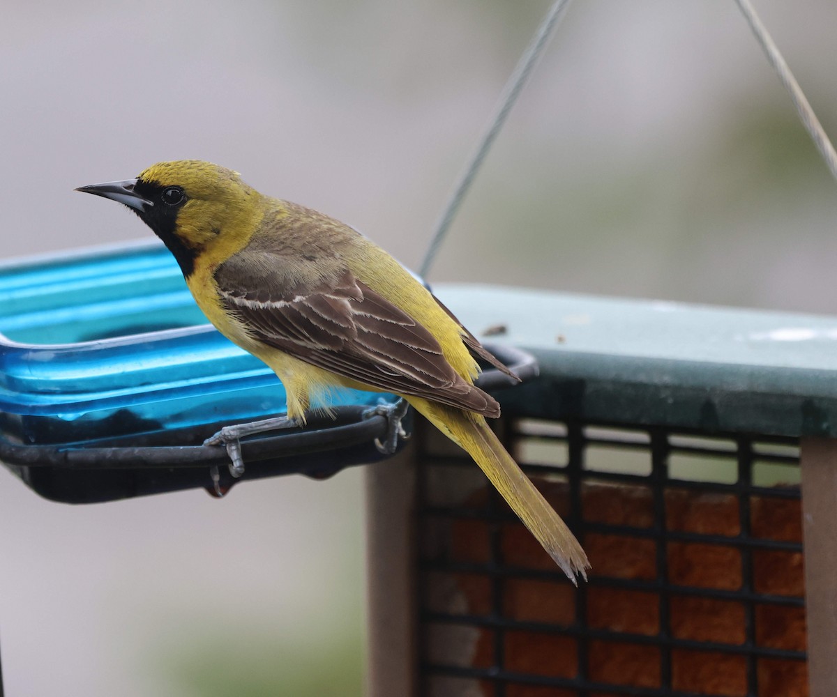 Orchard Oriole - ML618664302