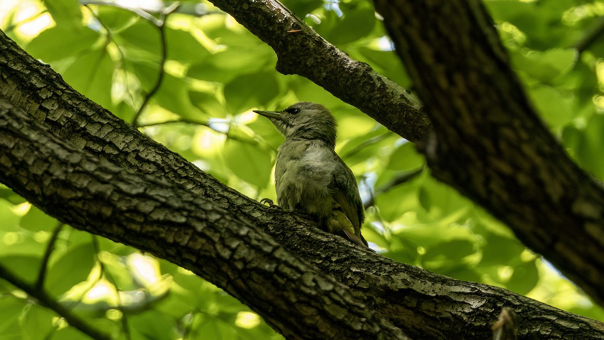 Gray-headed Woodpecker - ML618664345