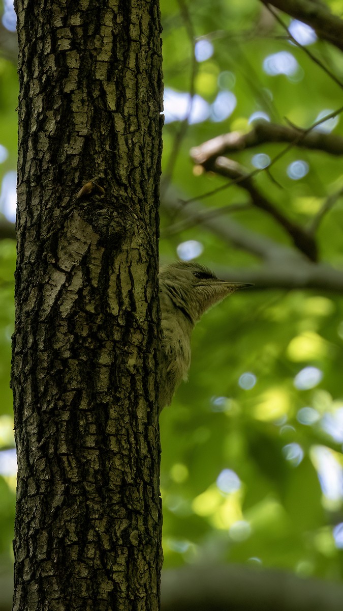 Gray-headed Woodpecker - ML618664346