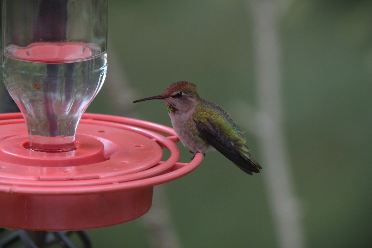 Anna's Hummingbird - ML618664351
