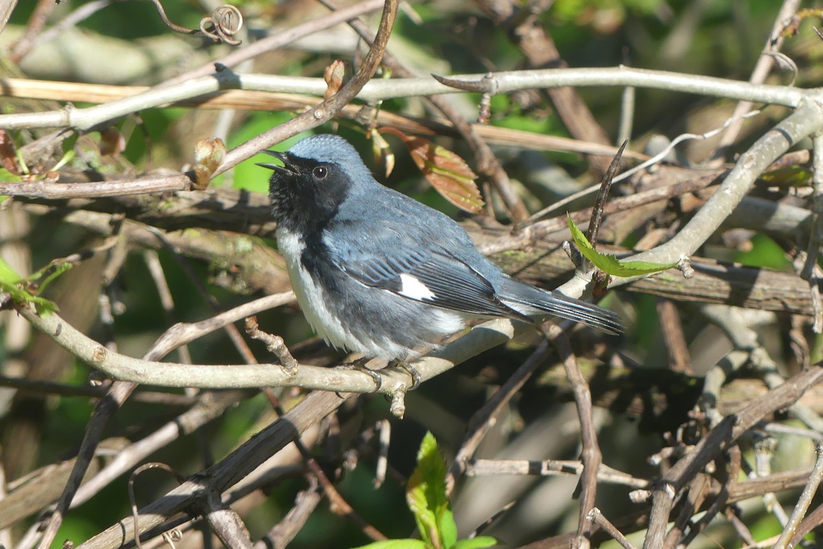 Black-throated Blue Warbler - ML618664372