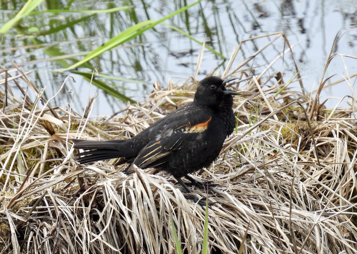 Red-winged Blackbird (Red-winged) - ML618664383