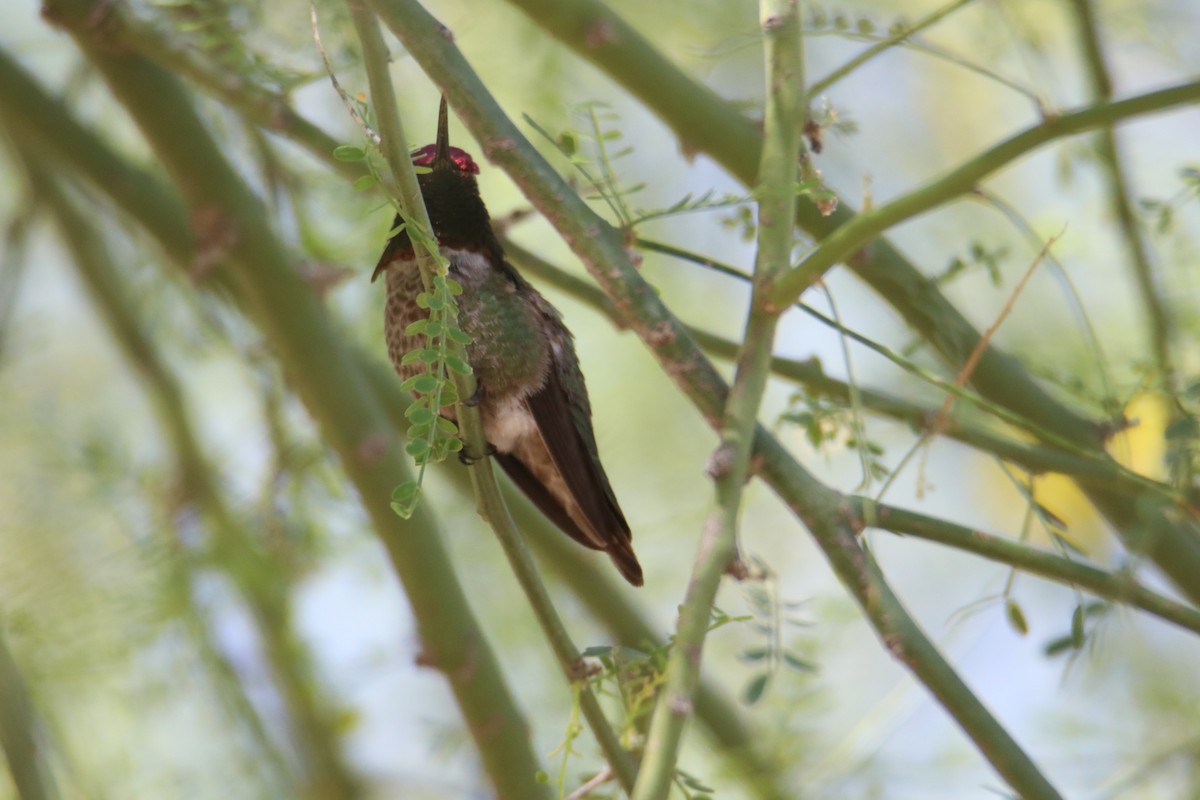 Anna's Hummingbird - ML618664384