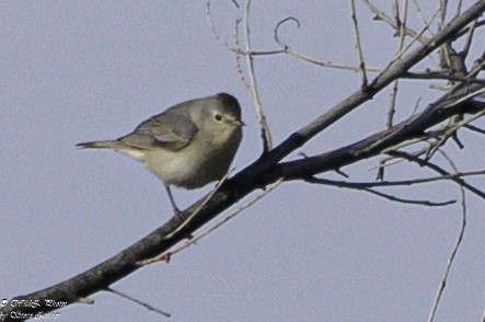 Lucy's Warbler - ML618664460