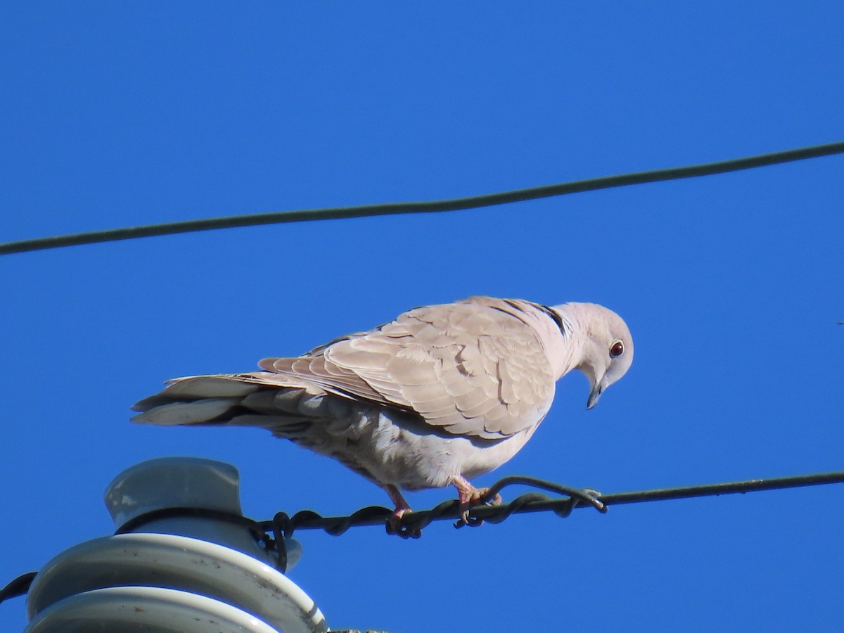 Eurasian Collared-Dove - ML618664488