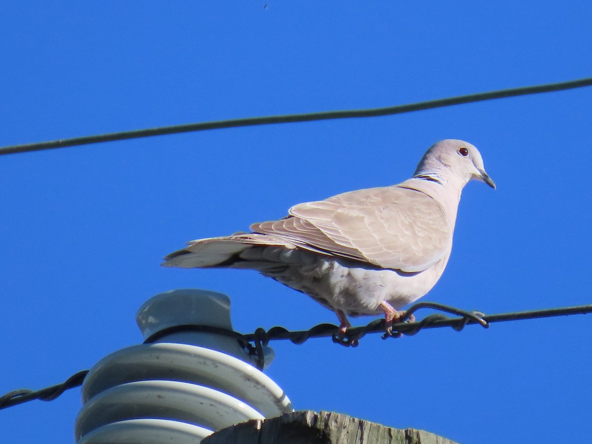 Eurasian Collared-Dove - ML618664489