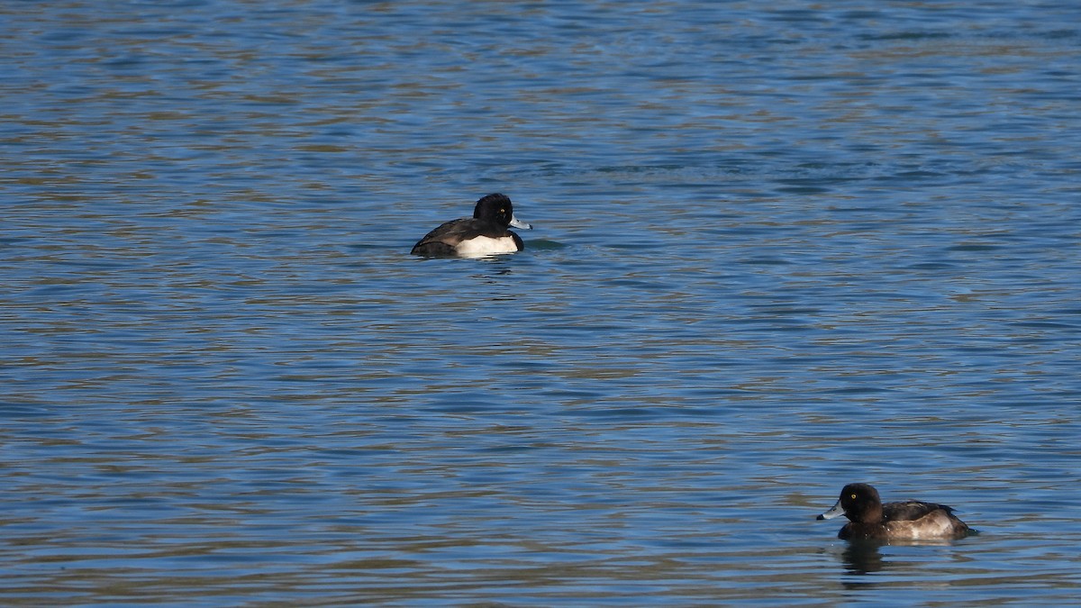 Tufted Duck - ML618664514