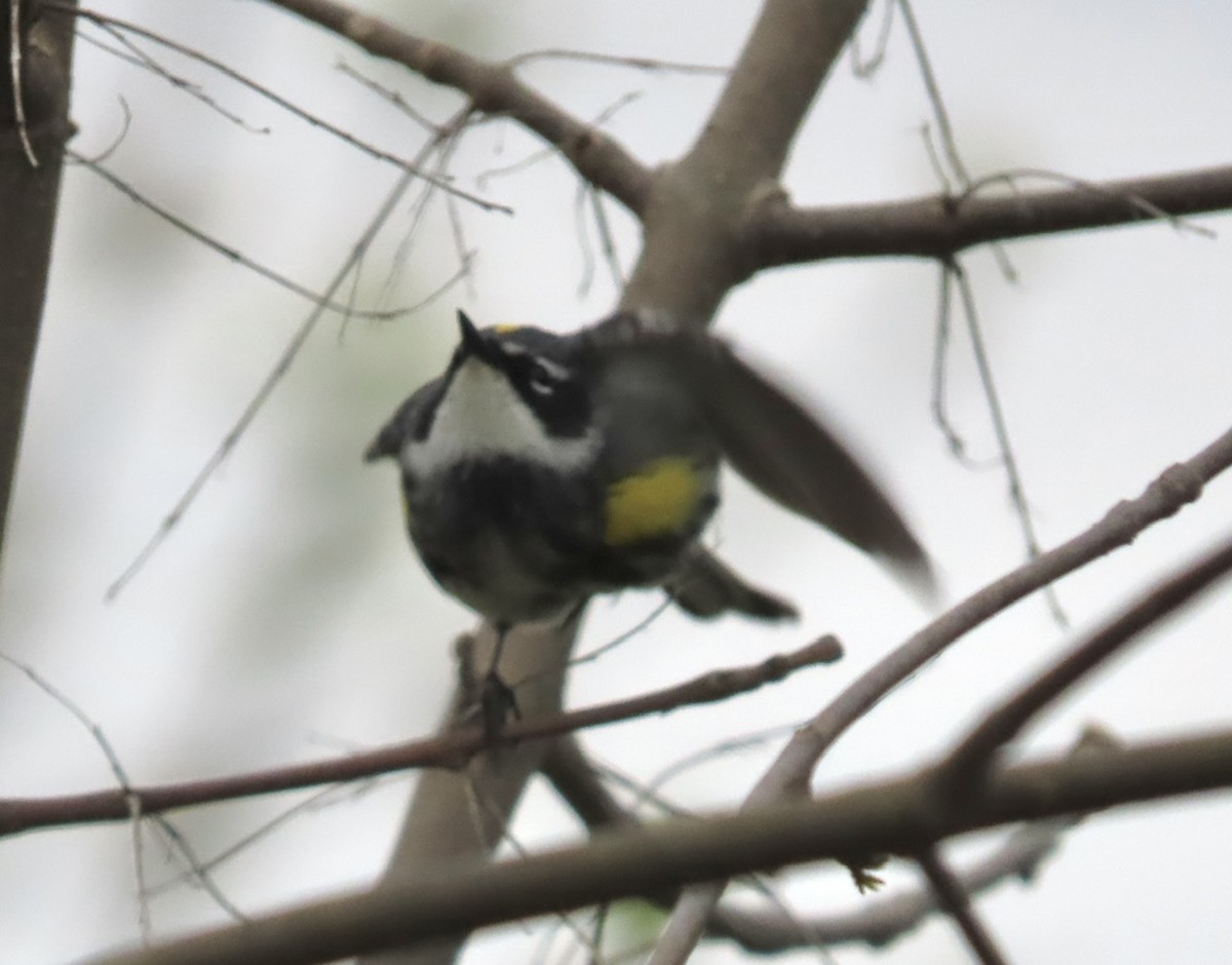 Yellow-rumped Warbler (Myrtle) - ML618664536