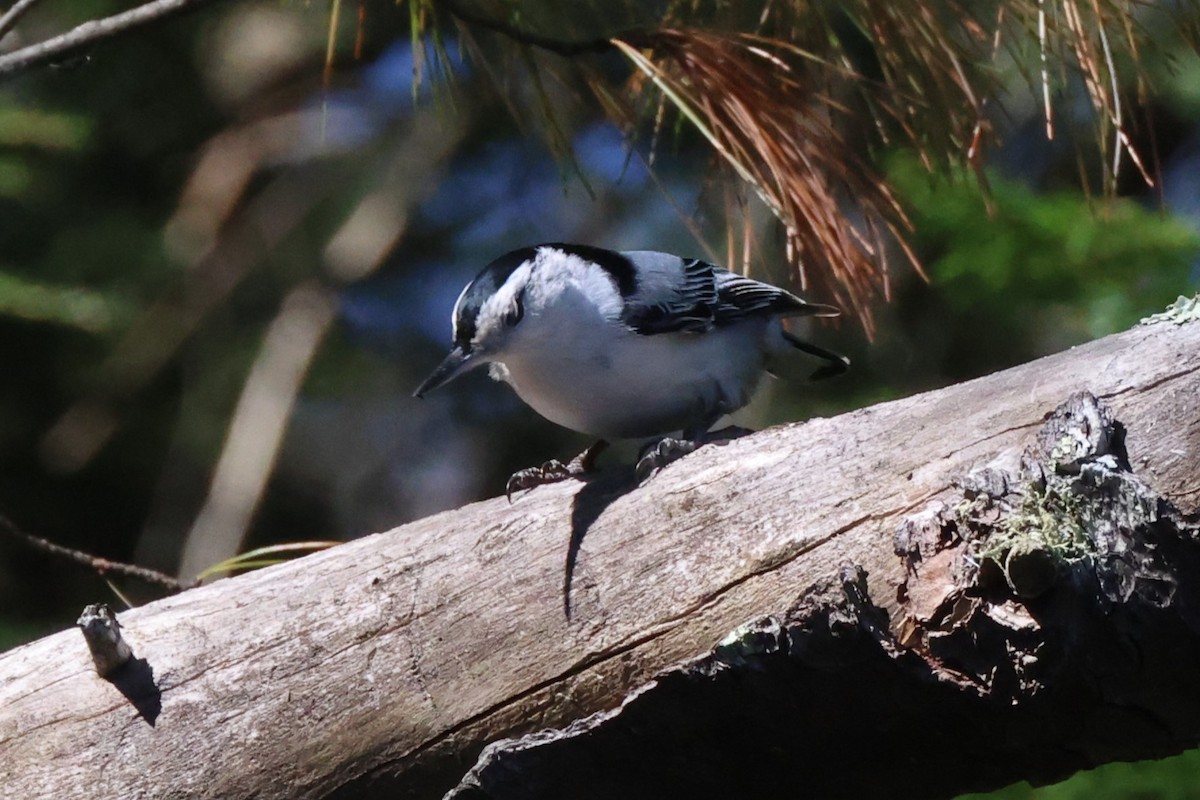 White-breasted Nuthatch - ML618664673