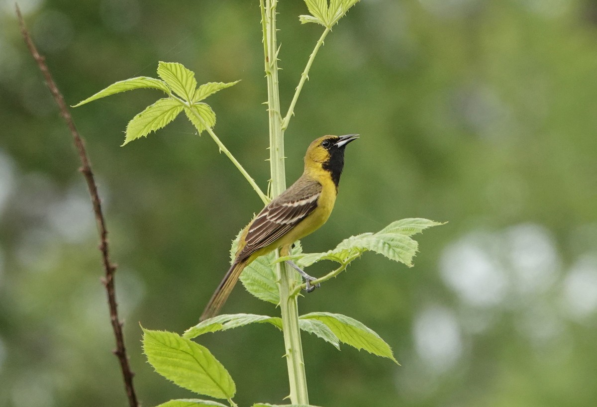 Orchard Oriole - ML618664714