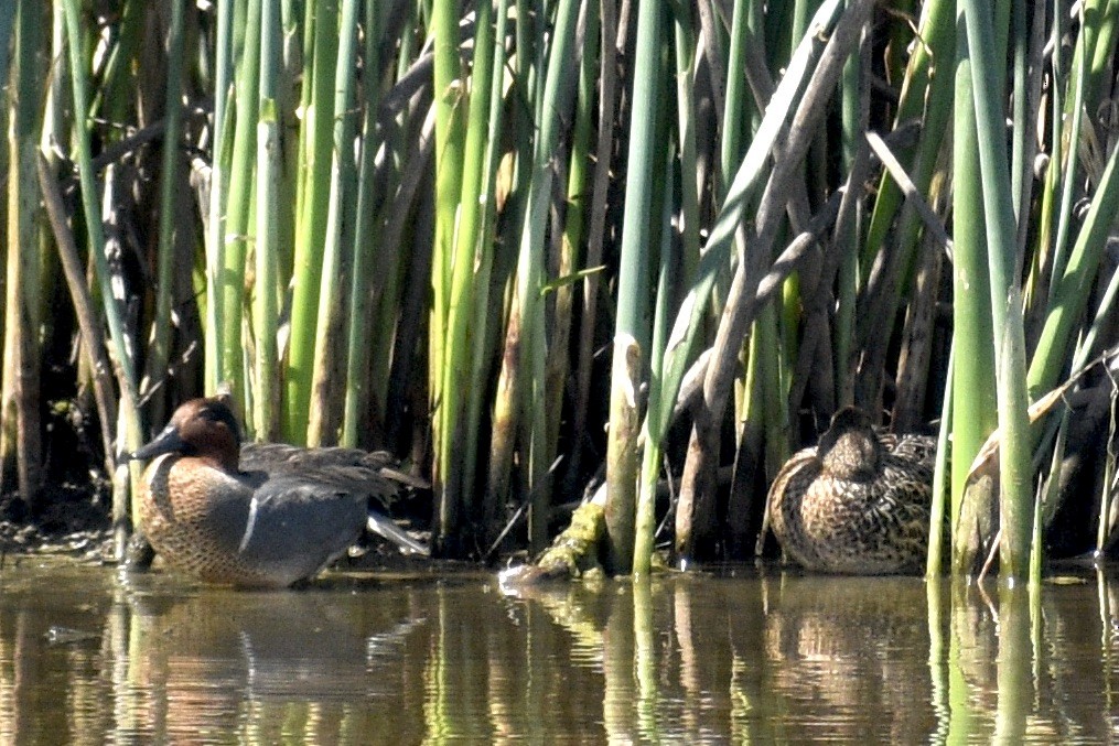Green-winged Teal - ML618664731