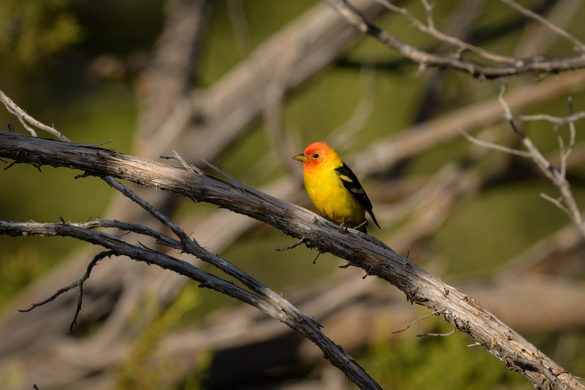 Western Tanager - ML618664736