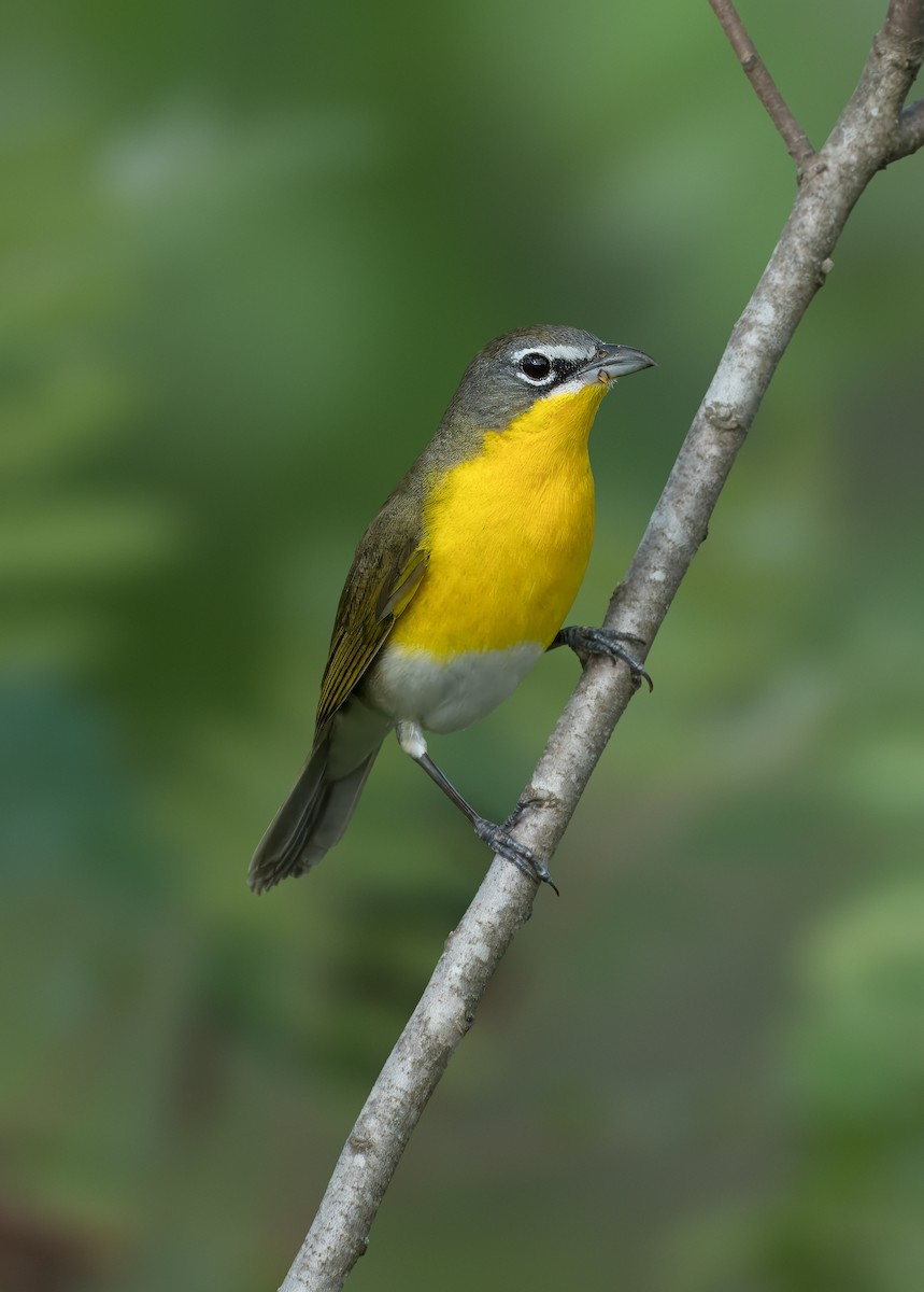 Yellow-breasted Chat - ML618664767