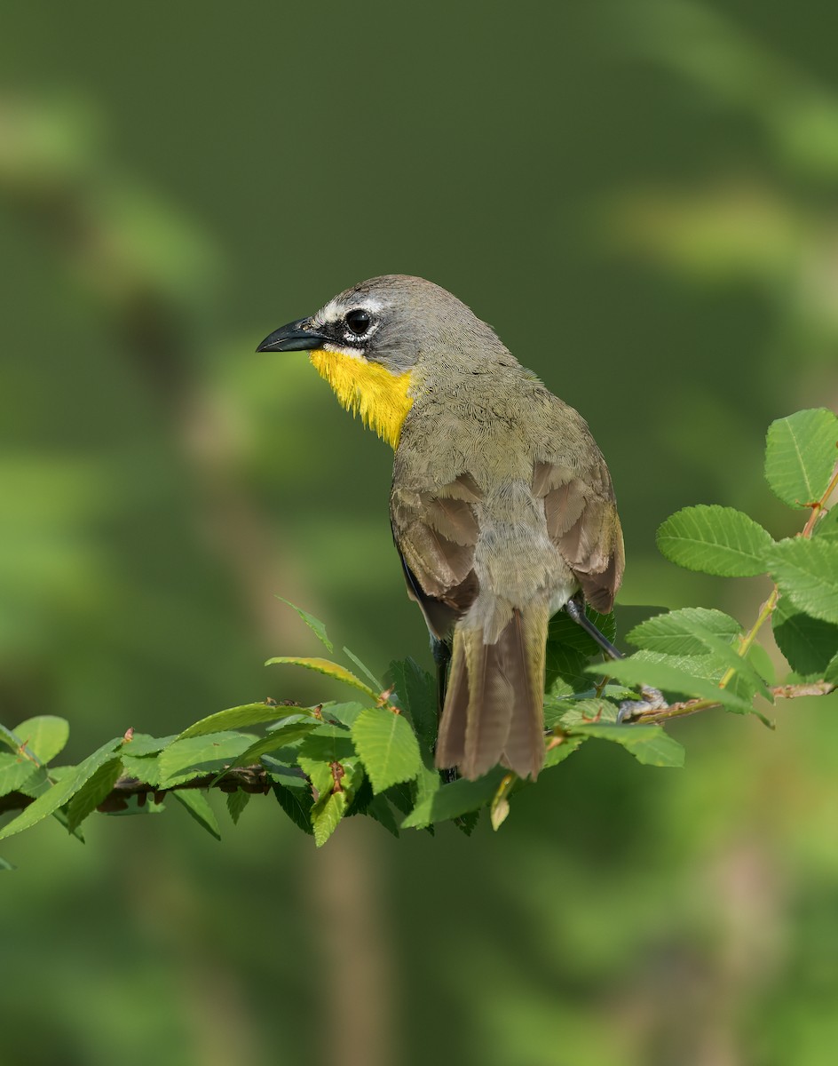 Yellow-breasted Chat - ML618664768