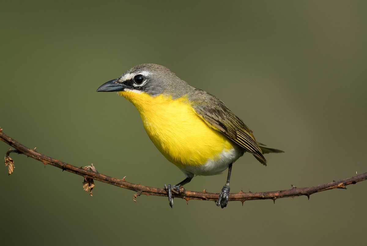 Yellow-breasted Chat - ML618664769
