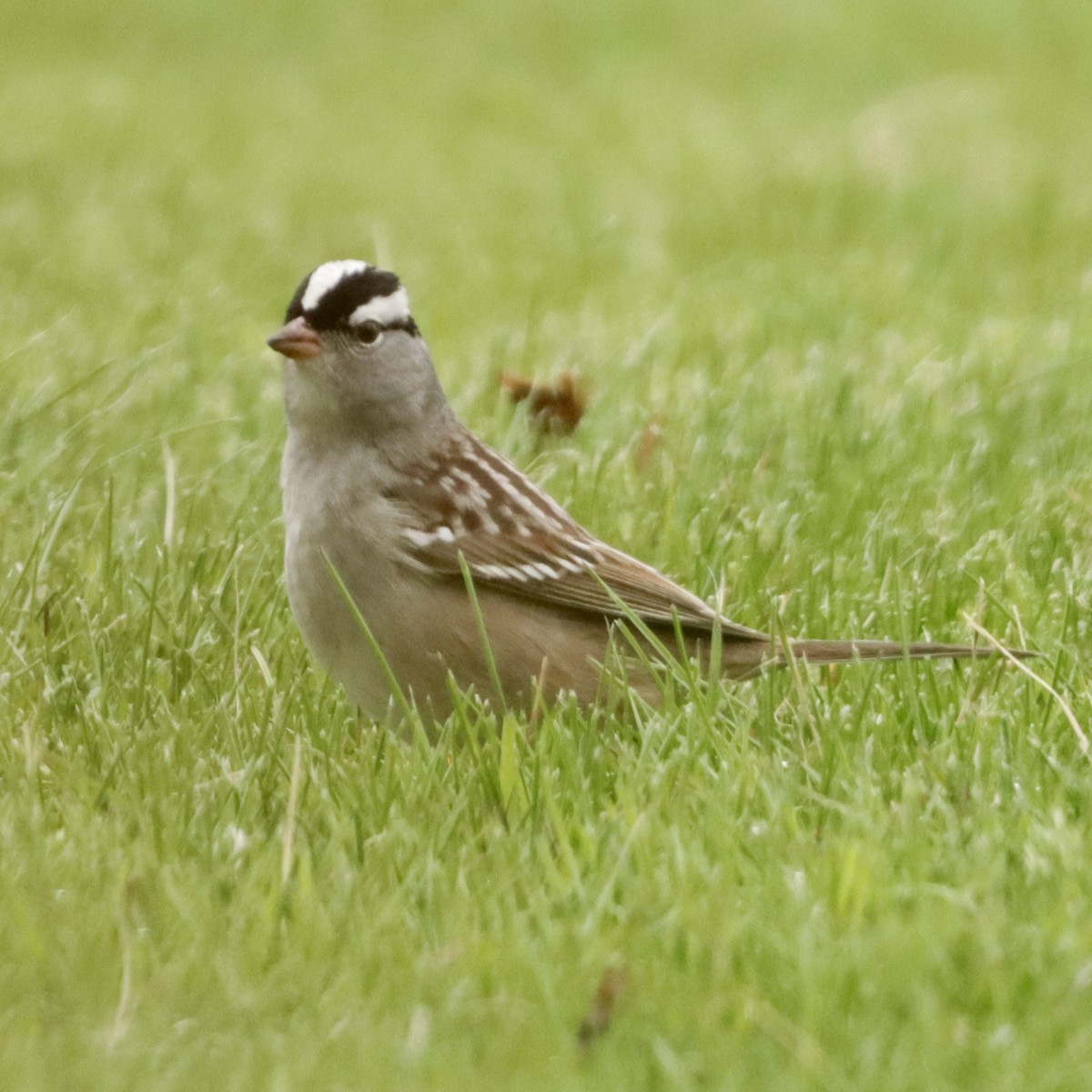 White-crowned Sparrow - ML618664778
