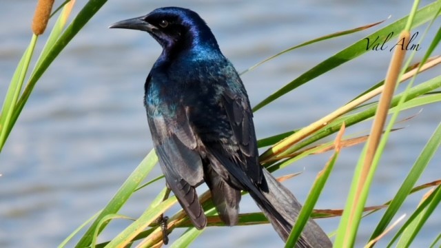 Boat-tailed Grackle - ML618664808